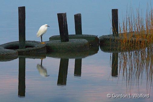 Egret On An Old Tire_27354.jpg - Snowy Egret (Egretta thula) photographed on Powderhorn Lake near Port Lavaca, Texas, USA.